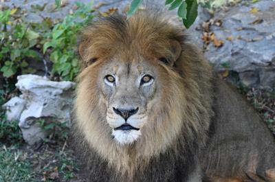 St. Louis Zoo reports COVID-19 positive cats