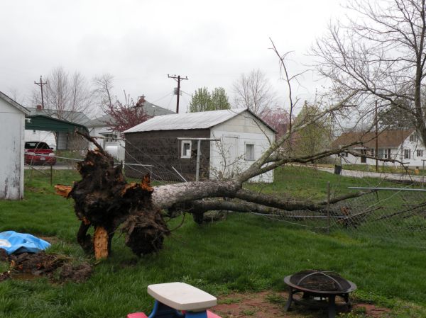 Tree Down in Union