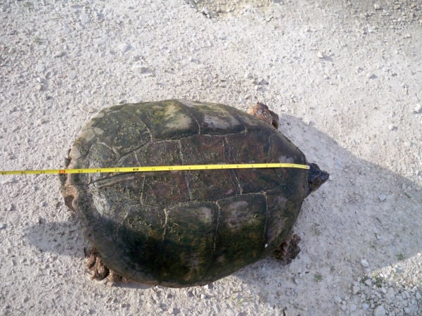 Briggs Turtle 9.JPG