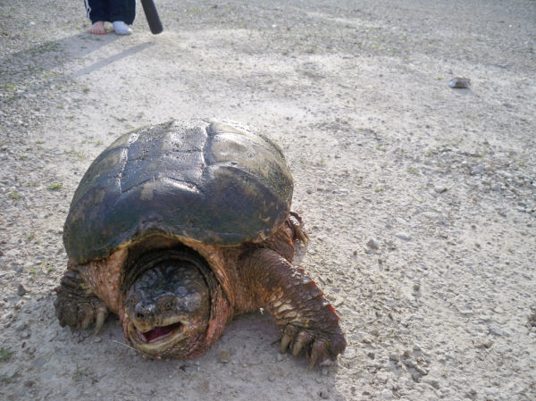 Briggs Turtle 7.JPG