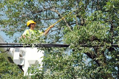 ken's tree service near me