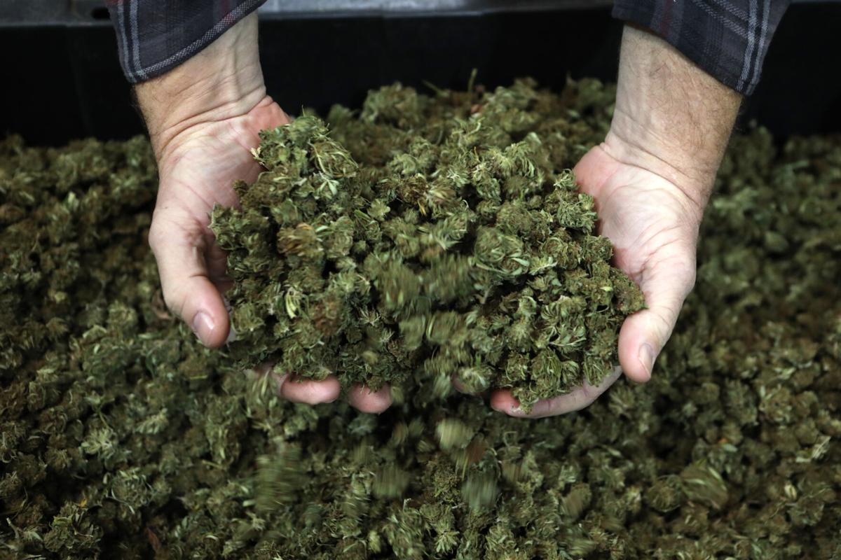 Jon Riegel scoops dried hemp