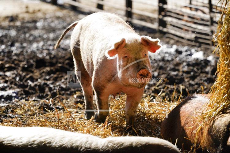 California grocers seek delay to state's new bacon law from ...