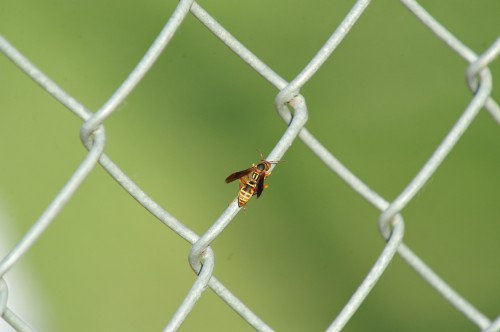 038P218FWst12.jpg