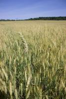 Pittsylvania County young farmer recognized for winter wheat disease research 