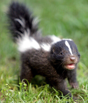 are skunks cats or dogs