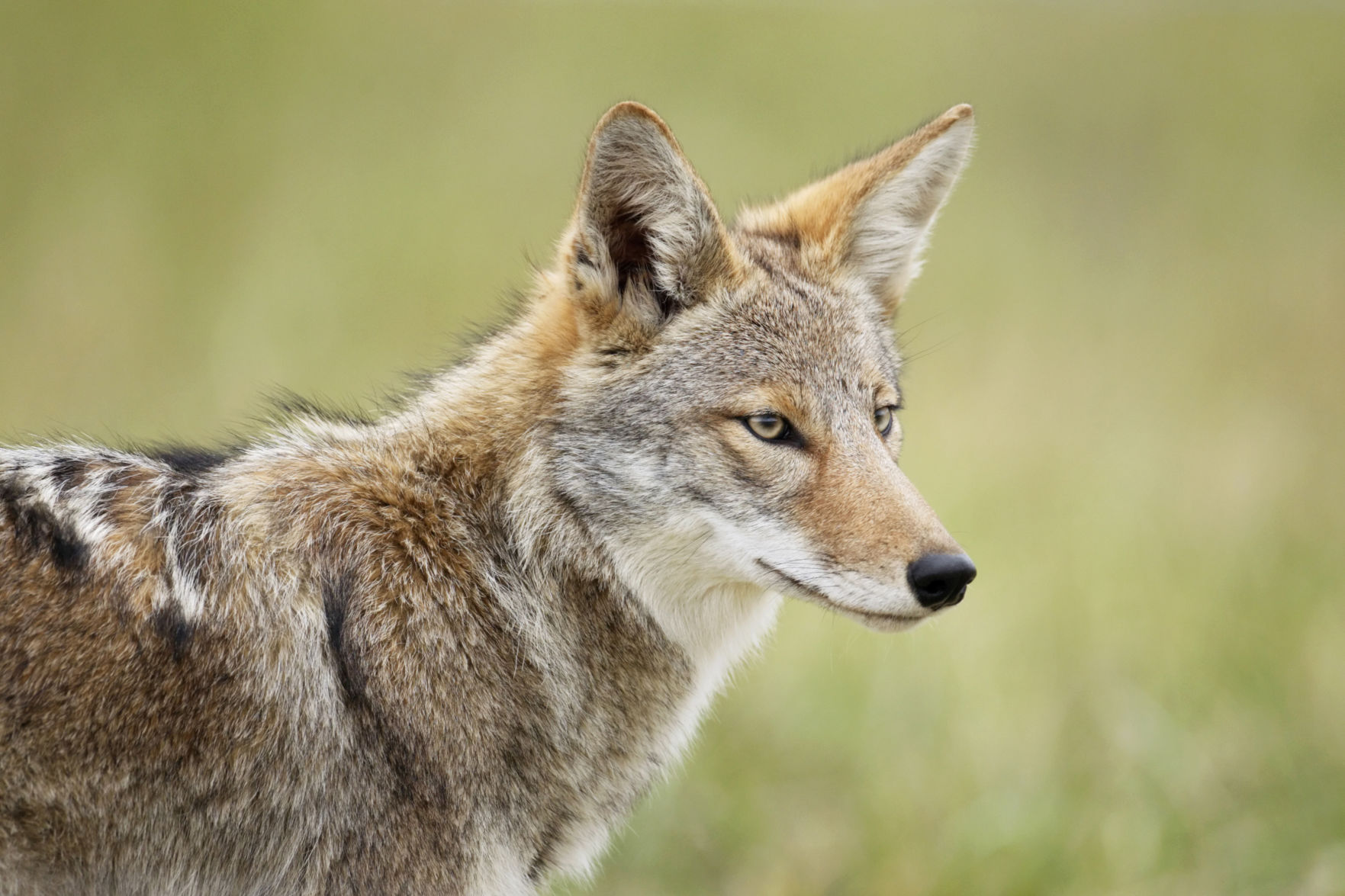 The Home & Garden Spot: Preventing coyote encounters | Lifestyles