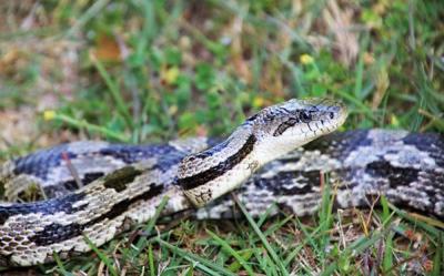 The Texas Indigo Snake Eats Rattlers for Breakfast
