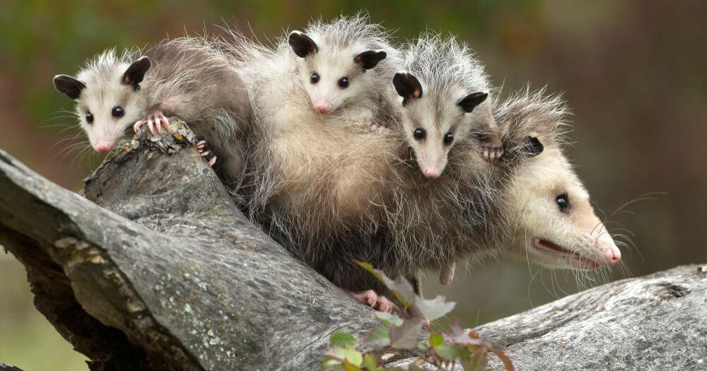 Virginia Opossum: Our Only Native Marsupial | Lifestyles 