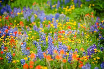 7 Things To Consider Before Planting a Wildflower Meadow