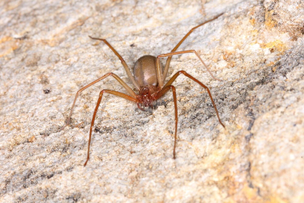 Control of Brown Recluse Spiders - Insects in the City
