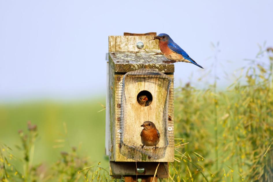 HOME & GARDEN SPOT: Maintaining spring habitats for eastern bluebirds | Lifestyles