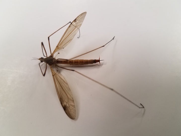 Mosquito Hawk? Skeeter Eater? Giant Mosquito? No, No, and No