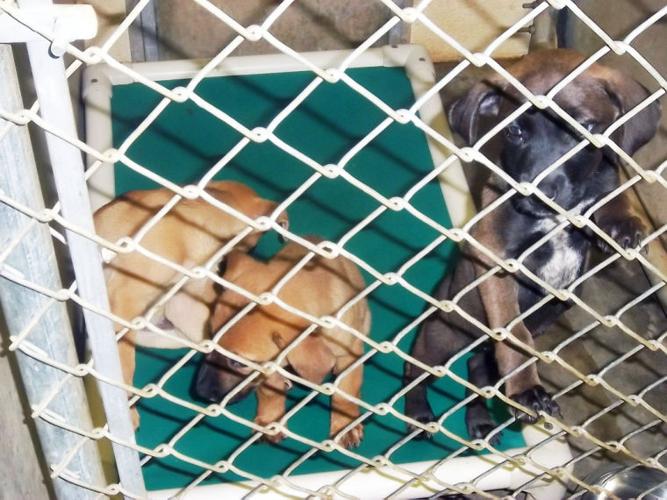Resident voices concern over conditions at Dog Pound | Archives |  