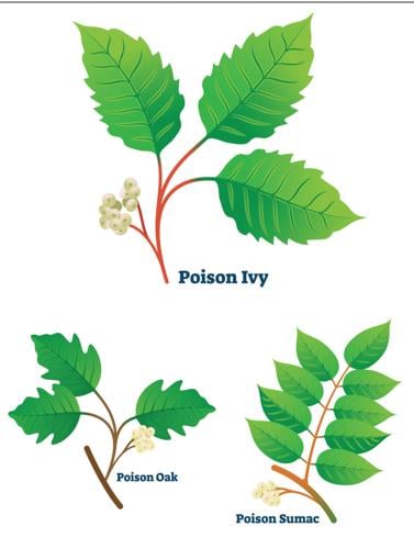 identify poison oak plant
