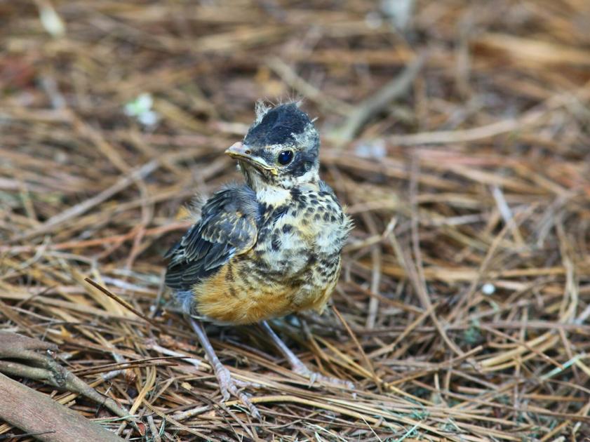 HOME & GARDEN SPOT: Rescuing baby birds | Lifestyles
