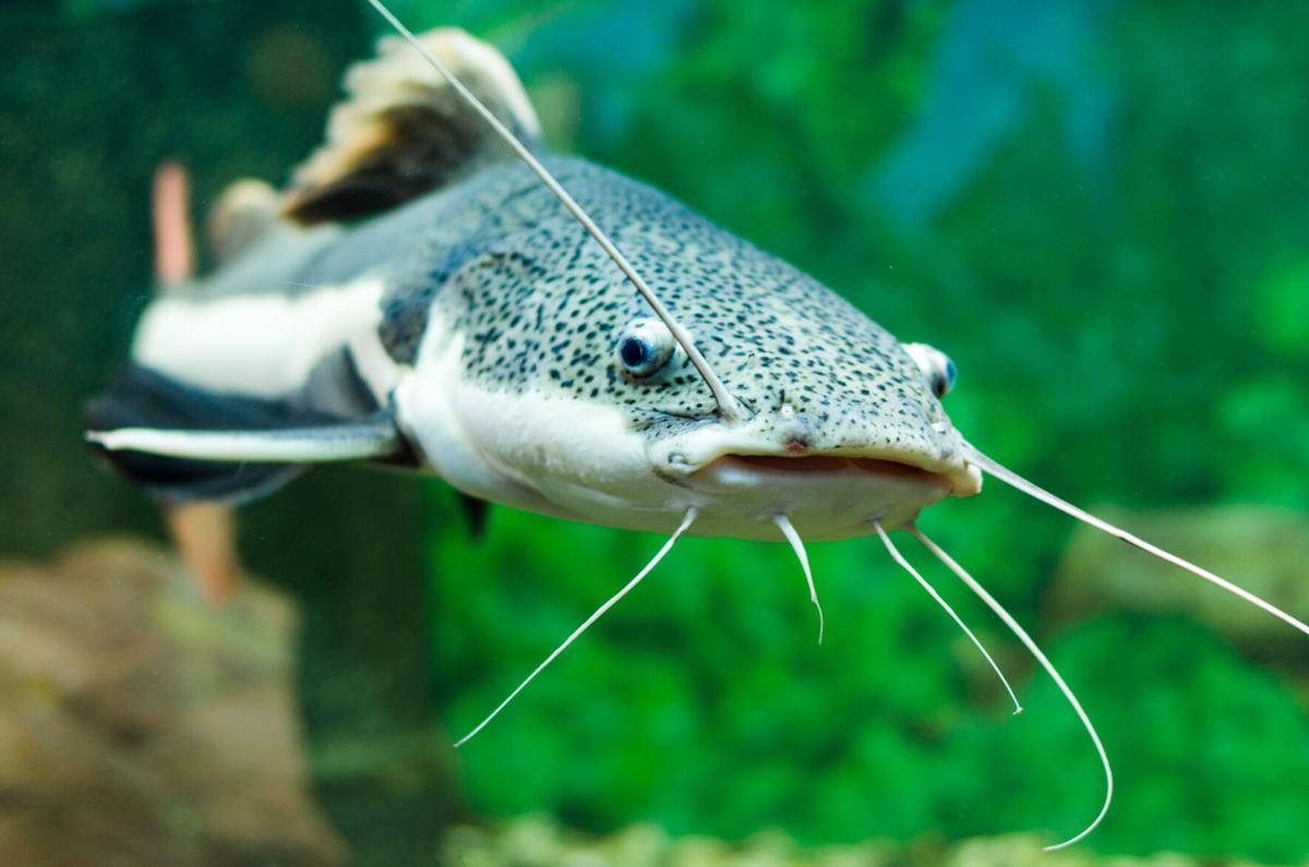 Catfish  South American Red Tail Catfish – The iFISH Store
