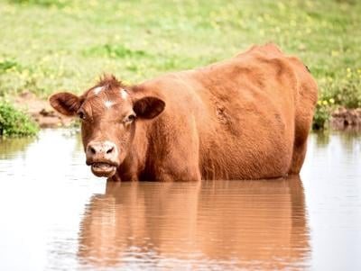 Rain Of The Hoof Area Cattle Affected By Wet Weather Local News