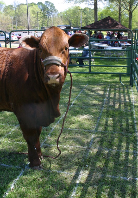 Brown cow bingo games