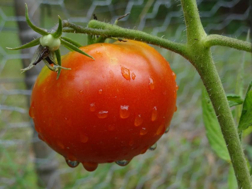 Home & Garden Spot: Selecting which tomato plants to grow | Lifestyles