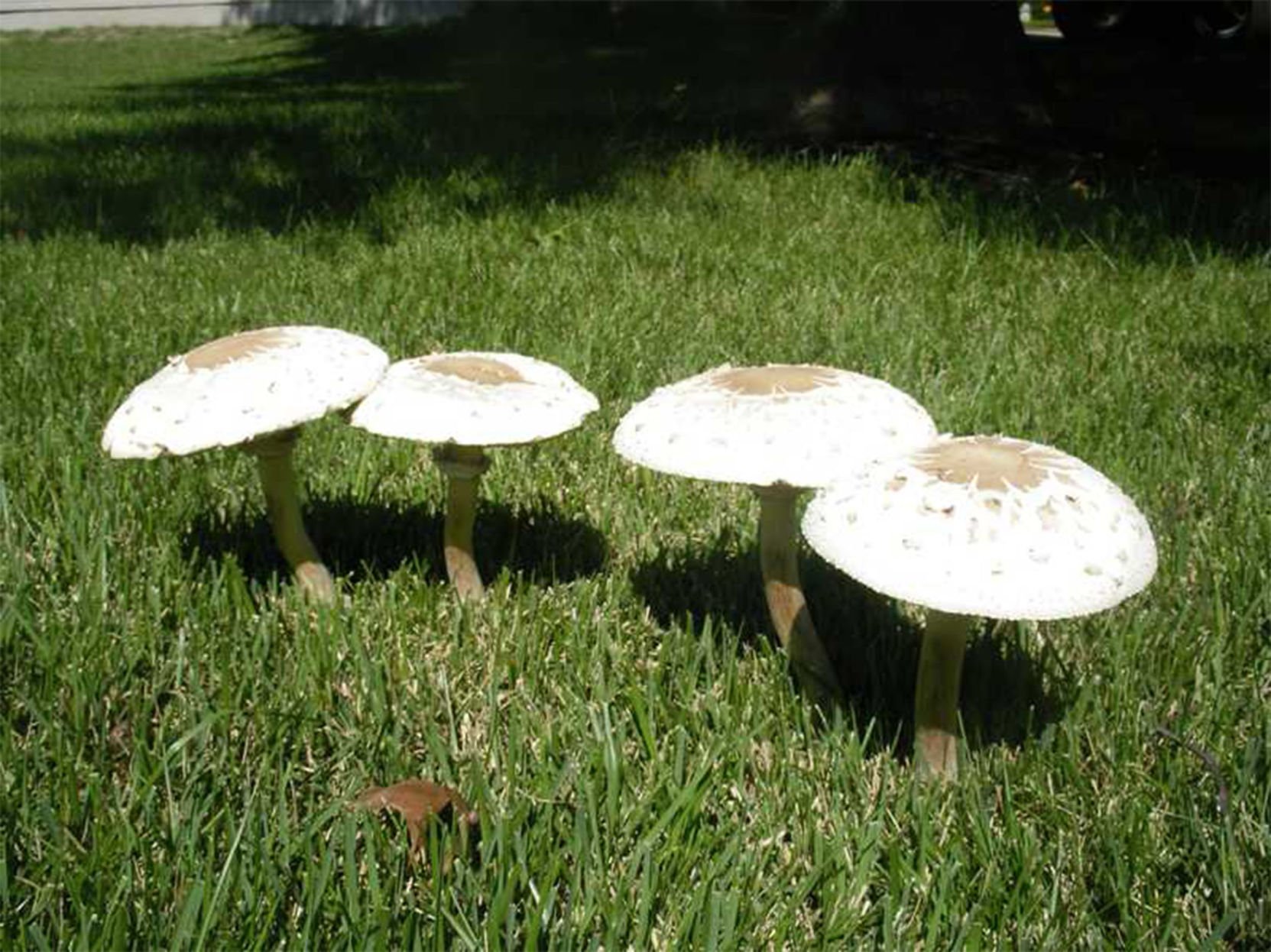 Mushrooms Are Unsightly In A Well Maintained Lawn Lifestyles   59ceecfb5ecb1.image 