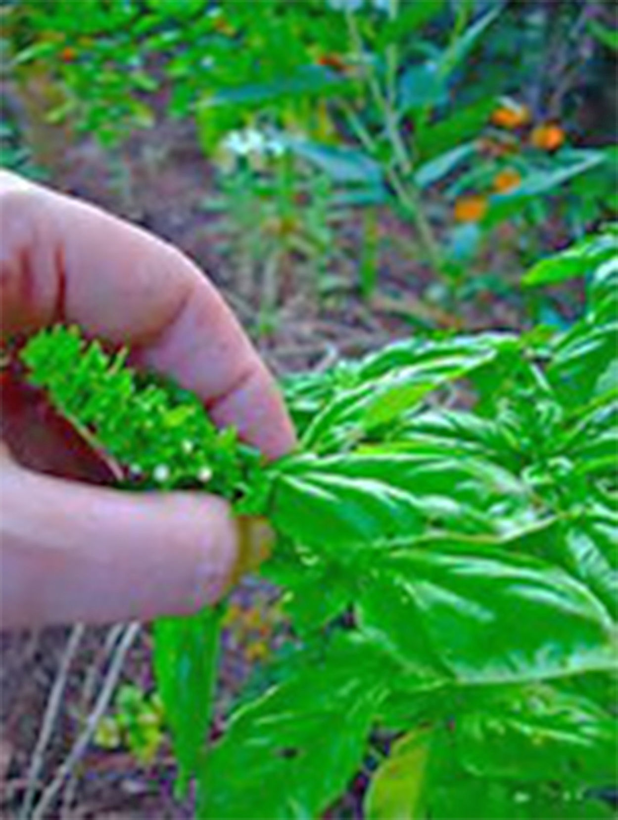 King of the herbs basil has many nutritional benefits