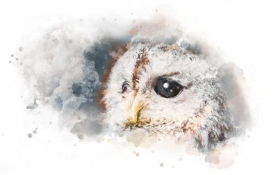 OWL'S EYE: Tempting Mystery in Limestone County