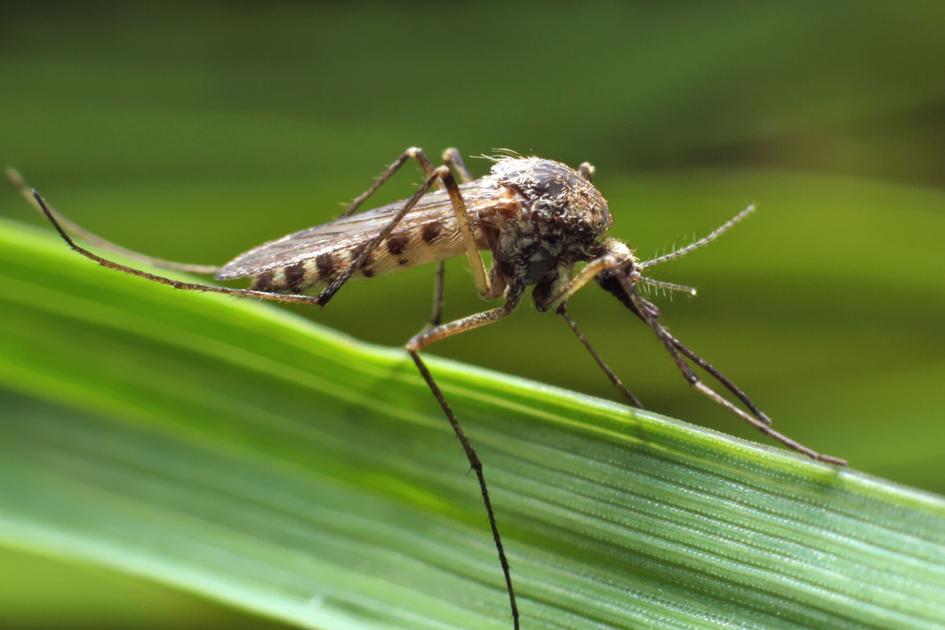 HOME & GARDEN SPOT: Mosquitoes in and around the home | Lifestyles