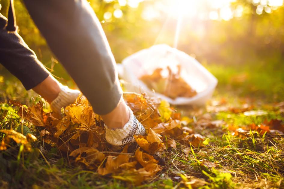 ONE GARDENER TO ANOTHER: Fall is the time to clean, cover, cut and give care | Columns