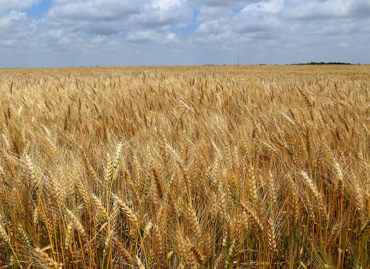 Wheat field