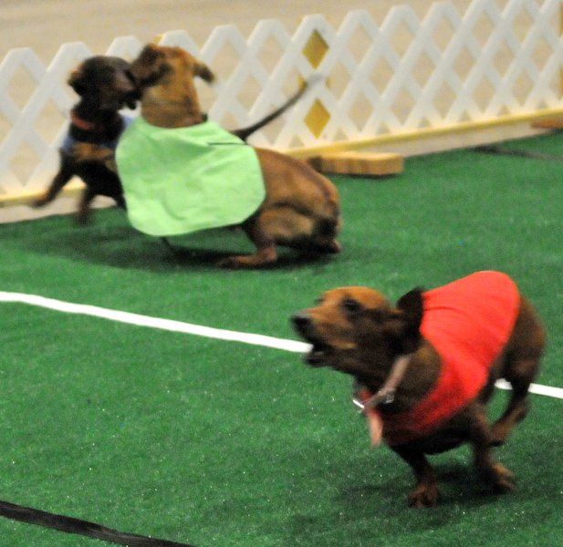 dachshund dash