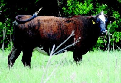 Heat An Enemy To Cattle News Enidnews Com