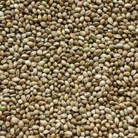 Upcoming study on state hemp production teasing attempt to revive industry | News Upcoming study on state hemp production teasing attempt to revive industry | News