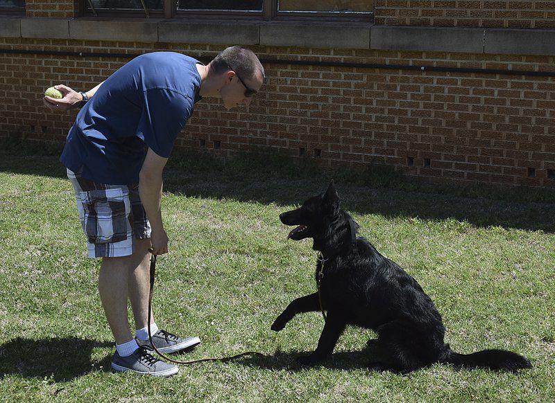 German Shepherd Puppy Gets A 2nd Chance Finds Police Work A Good Fit Local News Enidnews Com