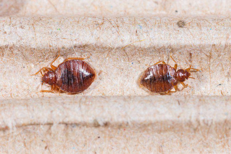 Beware Of Bed Bugs When Thrift Shopping Lifestyles Enidnews Com
