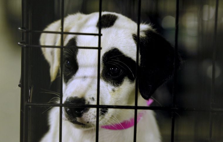 Adopt a thon hope is to see 900 Joplin pets get a home Archives