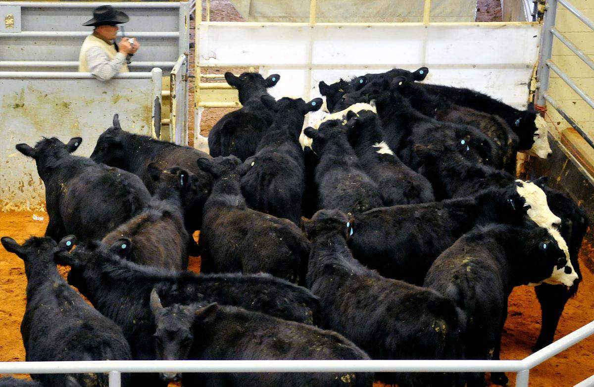 Cattle Forecast Depends On Oil And Gas Industry Official Says