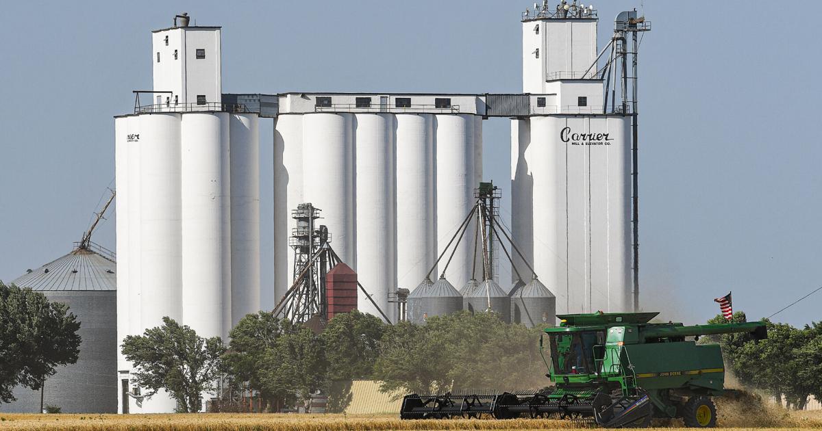 Wheat harvest going strong, production expected to be down ...