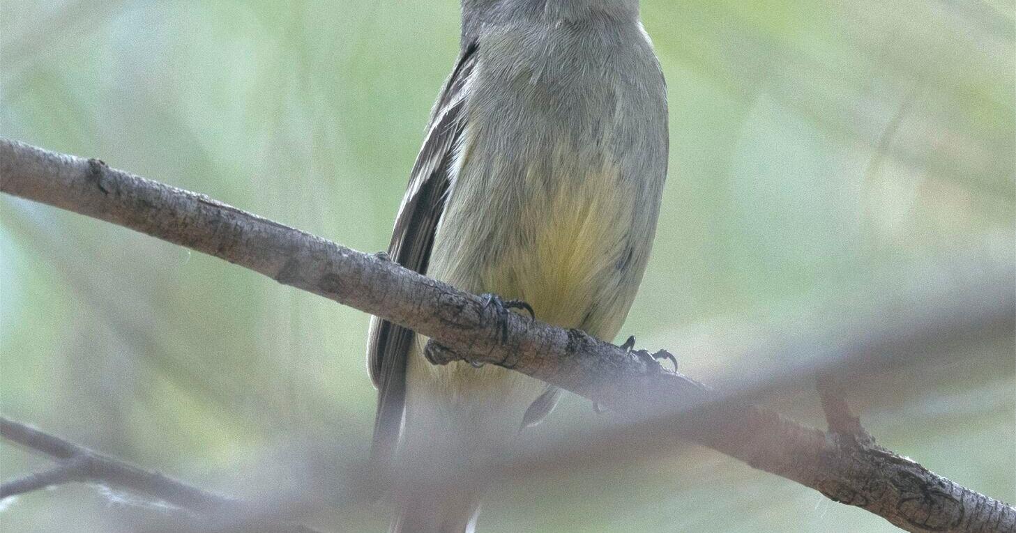 BIRDING TODAY: Weather not affecting migration patterns - Vimarsana News