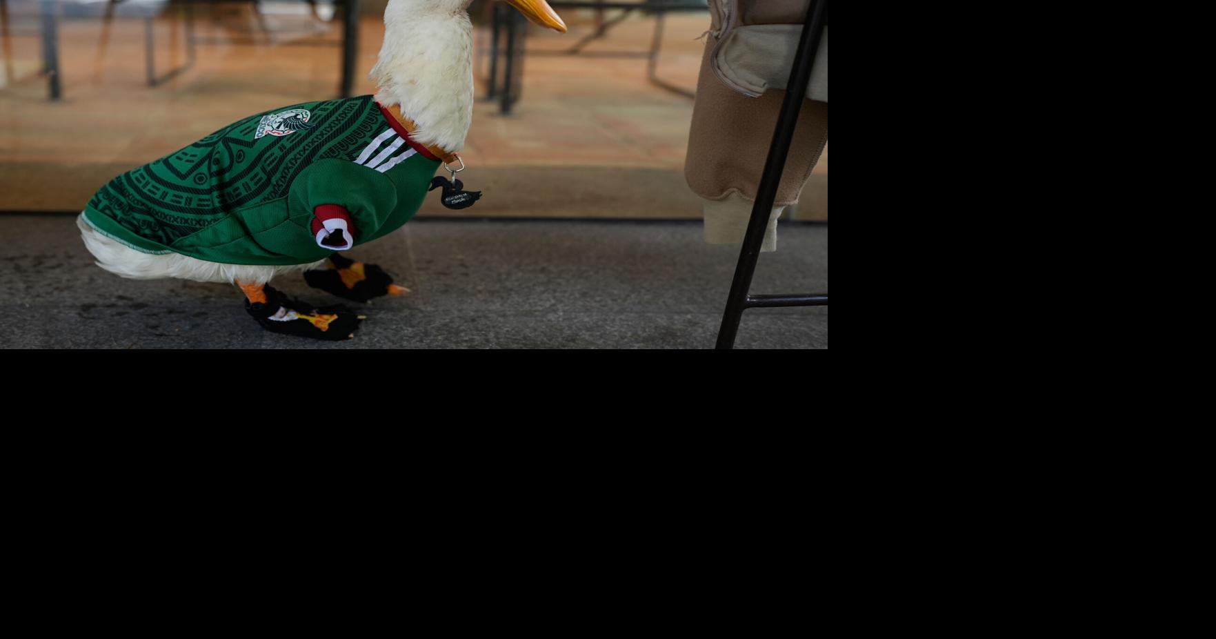 Mexico City streetside quack turns into World Cup mascot