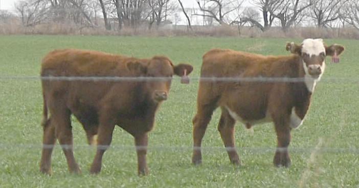 Senate panel passes bill to ban lab-grown meat