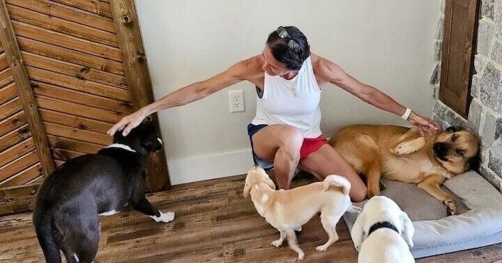 FUR-BABY FRIENDS: Fosters needed for stray, abandoned dogs | News