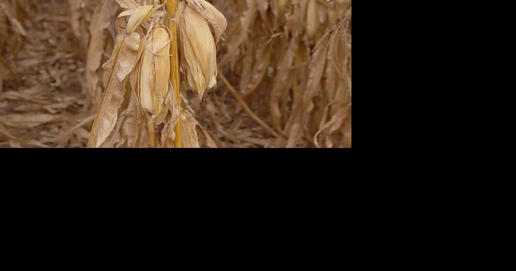 Farm Bill progress stalls in Senate