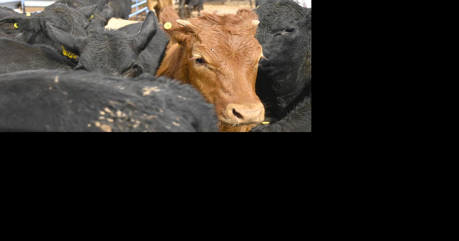 With tighter checks for flesh-eating screwworm, a border crossing ...