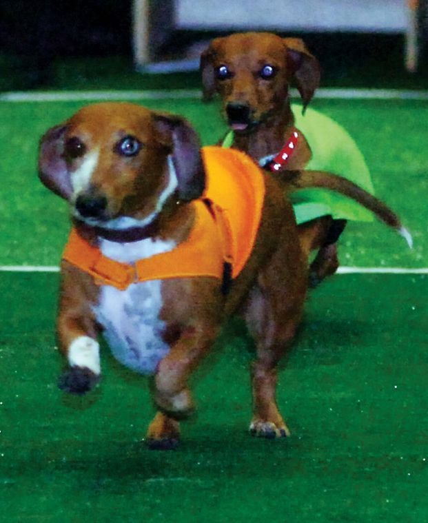 Dachshunds sales playing tennis