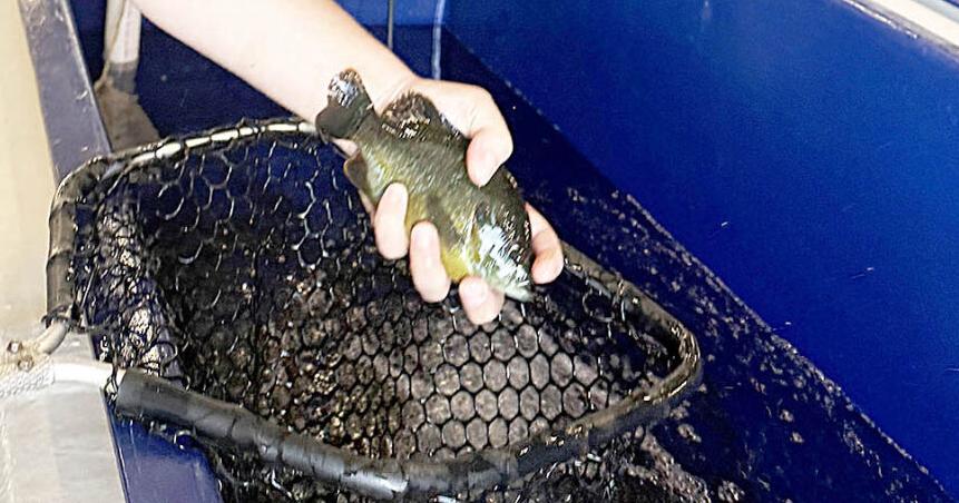 Byron State Fish Hatchery harvests fish for Oklahoma lakes, ponds