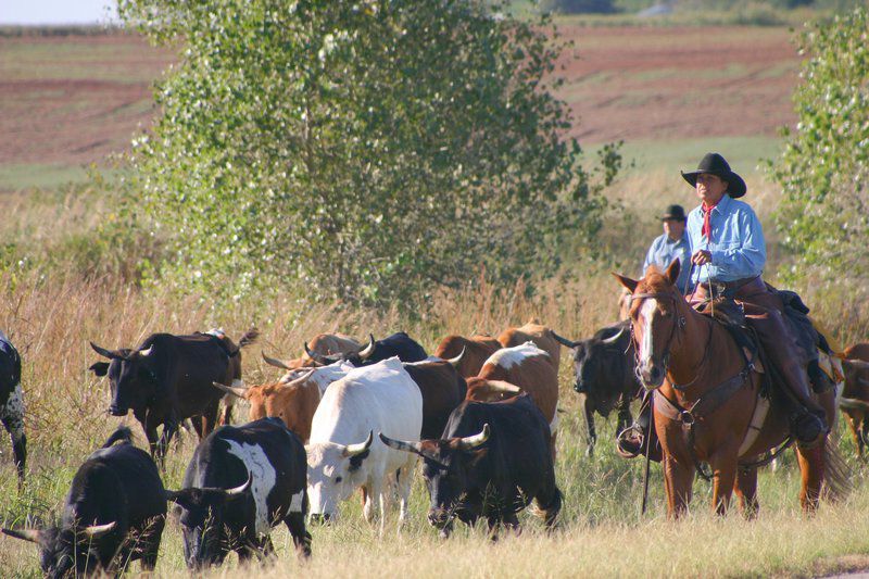 Cattle drive traveling along Chisholm Trail in honor of 150th ...