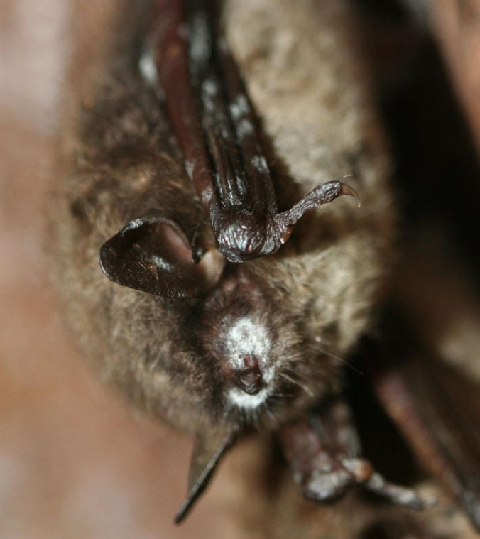 Precursor to bat disease continues to spread in Oklahoma Local News