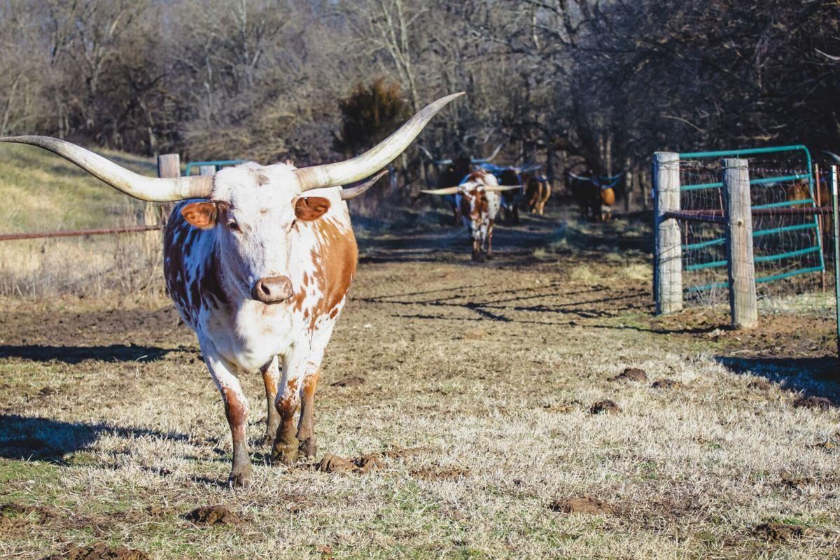 Rancher Seeks Perfect Representative Of Longhorn Breed Ag Energy Enidnews Com