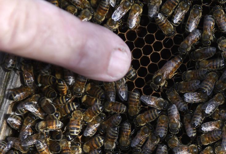 Beekeeping a healthy activity throughout Oklahoma Progress